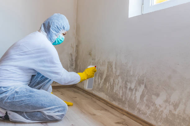 Licensed Black Mold Remediation service in Sumner, IL - Car Mold Remediation